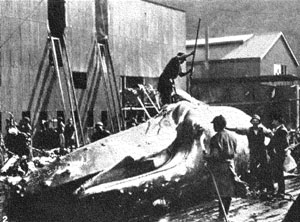 Pit crew at work on a whale